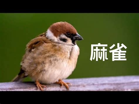 自來鳥|為何自來雀被視為吉祥鳥？